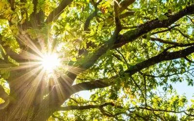 Tree Disputes: Getting to the Root of the Problem